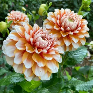 Tangerine Dream Dahlia Seeds - 40 Seeds - Pollinator Friendly - Heirloom Flower Seeds - Image 4