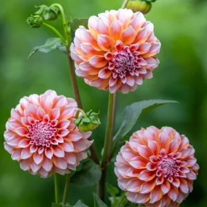 Tangerine Dream Dahlia Seeds - 40 Seeds - Pollinator Friendly - Heirloom Flower Seeds - Image 5