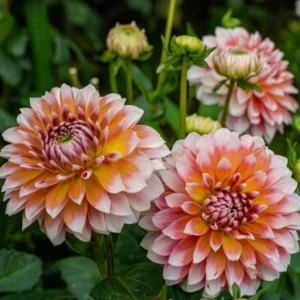 Tangerine Dream Dahlia Seeds - 40 Seeds - Pollinator Friendly - Heirloom Flower Seeds - Image 6