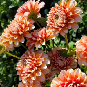 Tangerine Dream Dahlia Seeds - 40 Seeds - Pollinator Friendly - Heirloom Flower Seeds - Image 7
