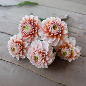 Tangerine Dream Dahlia Seeds - 40 Seeds - Pollinator Friendly - Heirloom Flower Seeds - Image 8