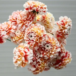 Tangerine Dream Dahlia Seeds - 40 Seeds - Pollinator Friendly - Heirloom Flower Seeds - Image 9