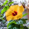 Tequila Hibiscus Live Plant – 6 inch Tall, Tropical Flowering Shrub - Image 1