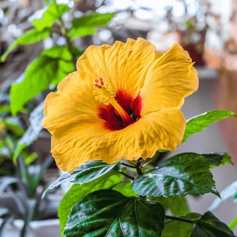 Tequila Hibiscus Live Plant – 6 inch Tall, Tropical Flowering Shrub - Image 1