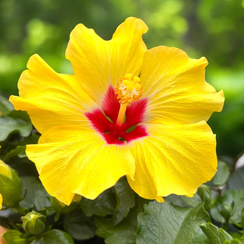Tequila Hibiscus Live Plant – 6 inch Tall, Tropical Flowering Shrub - Image 2