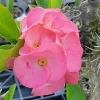 Thai Pink Crown of Thorns Live Plant - Euphorbia Milii - 7 to 12 Inches Tall - Indoor/Outdoor - Image 1