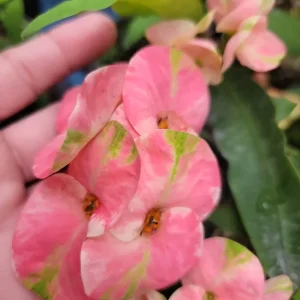 Thai Pink Millionaire Crown of Thorns Live Plant, 7-10