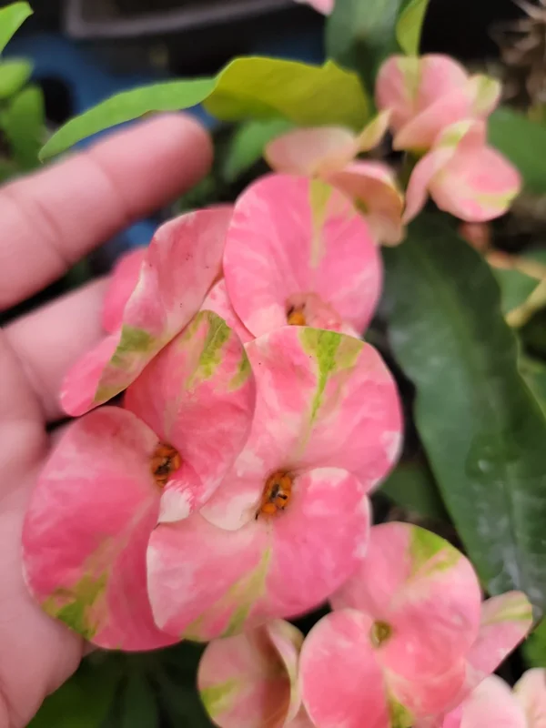 Thai Pink Millionaire Crown of Thorns Live Plant, 7-10" Tall, Euphorbia, Indoor/Outdoor - Image 2