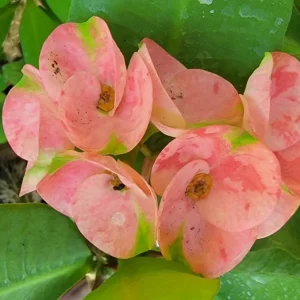 Thai Pink Millionaire Crown of Thorns Live Plant, 7-10