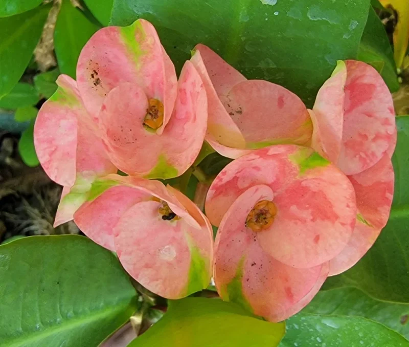 Thai Pink Millionaire Crown of Thorns Live Plant, 7-10" Tall, Euphorbia, Indoor/Outdoor - Image 3
