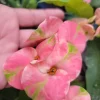 Thai Pink Millionaire Crown of Thorns Live Plant, 7-10" Tall, Euphorbia, Indoor/Outdoor - Image 1