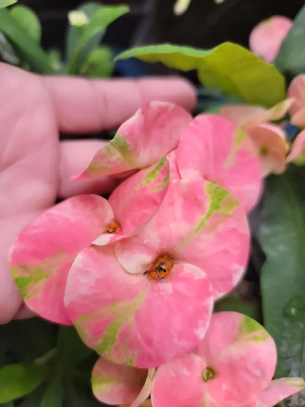 Thai Pink Millionaire Crown of Thorns Live Plant, 7-10" Tall, Euphorbia, Indoor/Outdoor - Image 1