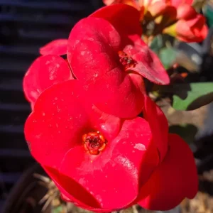 Thai Red Crown of Thorns Live Plant 7-12