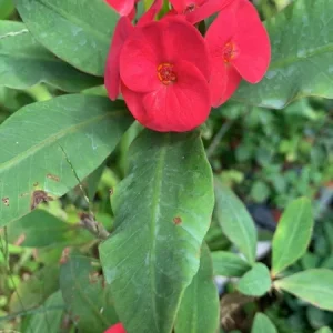 Thai Red Crown of Thorns Live Plant 7-12
