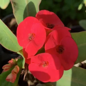 Thai Red Crown of Thorns Live Plant 7-12" Tall - Euphorbia Milii - Image 1