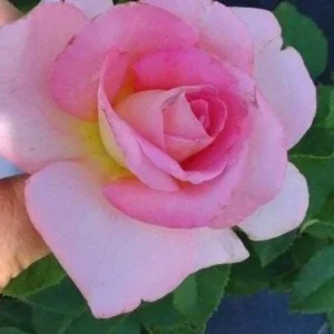 Tiffany Pink Rose Plant - Live Bush Rose - 4 inch Nursery Pot - Image 2