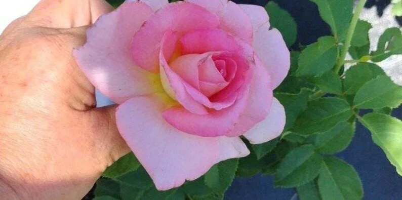 Tiffany Pink Rose Plant - Live Bush Rose - 4 inch Nursery Pot - Image 2