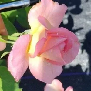 Tiffany Pink Rose Plant - Live Bush Rose - 4 inch Nursery Pot - Image 3