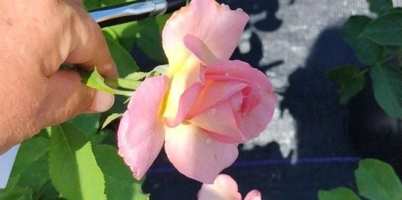 Tiffany Pink Rose Plant - Live Bush Rose - 4 inch Nursery Pot - Image 3