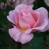 Tiffany Pink Rose Plant - Live Bush Rose - 4 inch Nursery Pot - Image 1