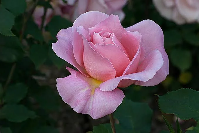 Tiffany Pink Rose Plant - Live Bush Rose - 4 inch Nursery Pot - Image 1