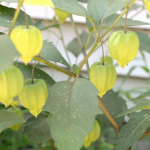 Tomatillo Seeds - Heirloom Green Husk Salsa Vegetable - 20 Seeds - Image 10