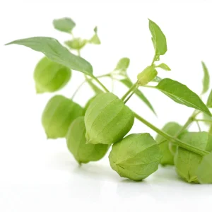 Tomatillo Seeds - Heirloom Green Husk Salsa Vegetable - 20 Seeds - Image 11