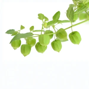 Tomatillo Seeds - Heirloom Green Husk Salsa Vegetable - 20 Seeds - Image 12