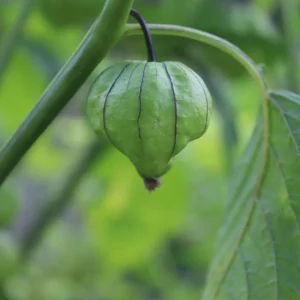 Tomatillo Seeds - Heirloom Green Husk Salsa Vegetable - 20 Seeds - Image 13