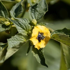 Tomatillo Seeds - Heirloom Green Husk Salsa Vegetable - 20 Seeds - Image 2