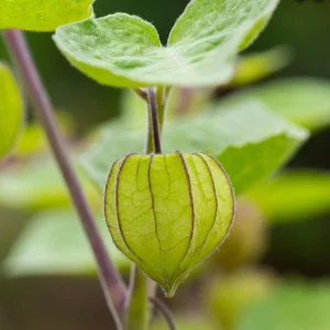 Tomatillo Seeds - Heirloom Green Husk Salsa Vegetable - 20 Seeds - Image 3