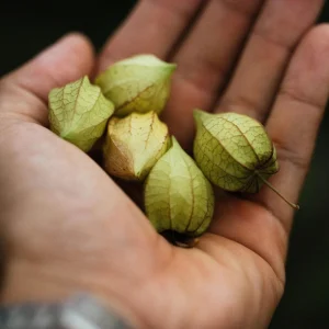Tomatillo Seeds - Heirloom Green Husk Salsa Vegetable - 20 Seeds - Image 4