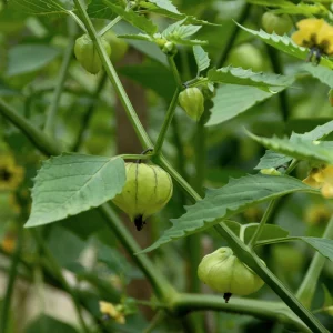 Tomatillo Seeds - Heirloom Green Husk Salsa Vegetable - 20 Seeds - Image 5