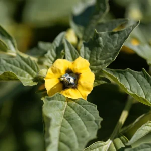Tomatillo Seeds - Heirloom Green Husk Salsa Vegetable - 20 Seeds - Image 6
