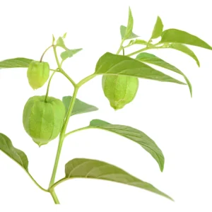 Tomatillo Seeds - Heirloom Green Husk Salsa Vegetable - 20 Seeds - Image 7