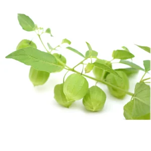 Tomatillo Seeds - Heirloom Green Husk Salsa Vegetable - 20 Seeds - Image 8