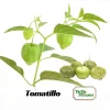 Tomatillo Seeds - Heirloom Green Husk Salsa Vegetable - 20 Seeds - Image 1