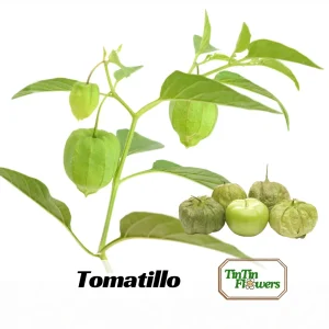Tomatillo Seeds - Heirloom Green Husk Salsa Vegetable - 20 Seeds - Image 1