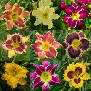Toothy Daylily Mix Seeds - Hemerocallis hybrida - Fringed Perennial Flower - 20 Seeds - Image 3