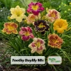 Toothy Daylily Mix Seeds - Hemerocallis hybrida - Fringed Perennial Flower - 20 Seeds - Image 1