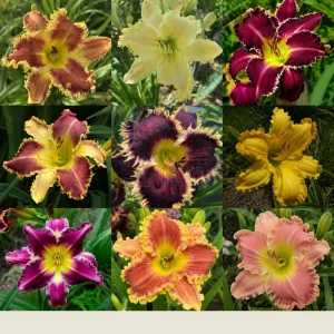 Toothy Daylily Mix Seeds - Hemerocallis hybrida - Fringed Perennial Flower - 20 Seeds - Image 6