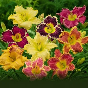 Toothy Daylily Mix Seeds - Hemerocallis hybrida - Fringed Perennial Flower - 20 Seeds - Image 7