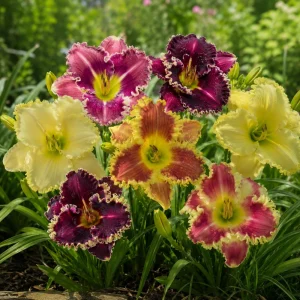 Toothy Daylily Mix Seeds - Hemerocallis hybrida - Fringed Perennial Flower - 20 Seeds - Image 9
