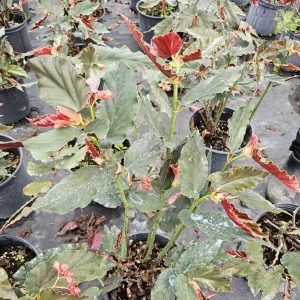 Torch Pink Angel Wing Begonia Live Plant 10-12