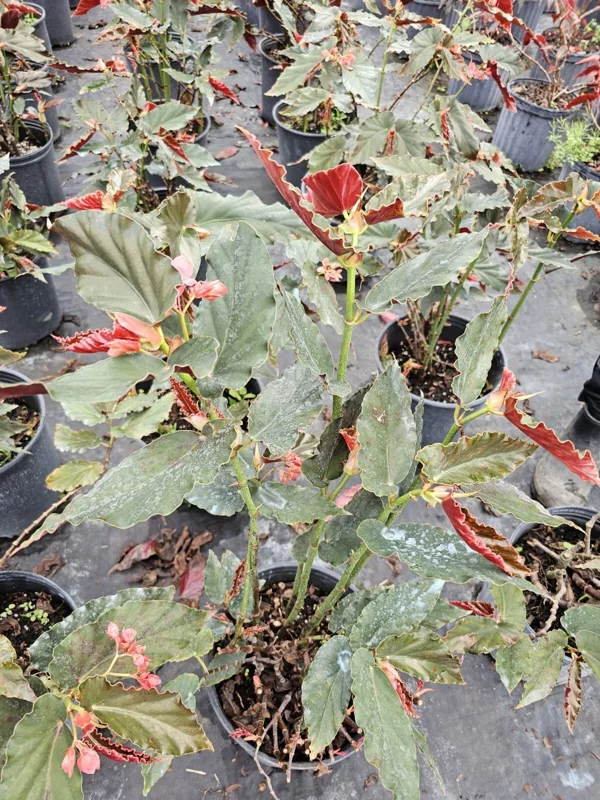 Torch Pink Angel Wing Begonia Live Plant 10-12" Tall Potted Houseplant - Image 3