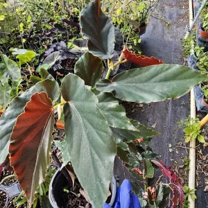 Torch Pink Angel Wing Begonia Live Plant 10-12