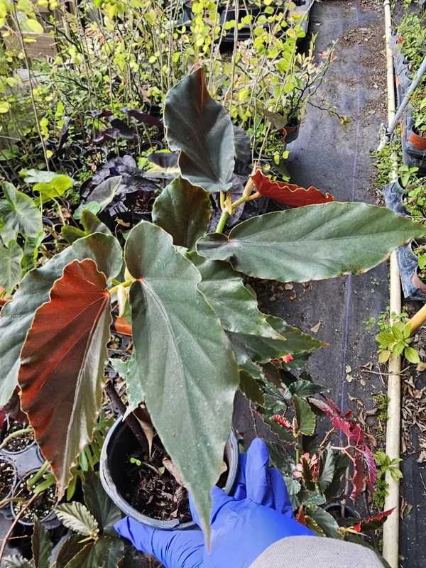 Torch Pink Angel Wing Begonia Live Plant 10-12" Tall Potted Houseplant - Image 4