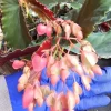 Torch Pink Angel Wing Begonia Live Plant 10-12" Tall Potted Houseplant - Image 1