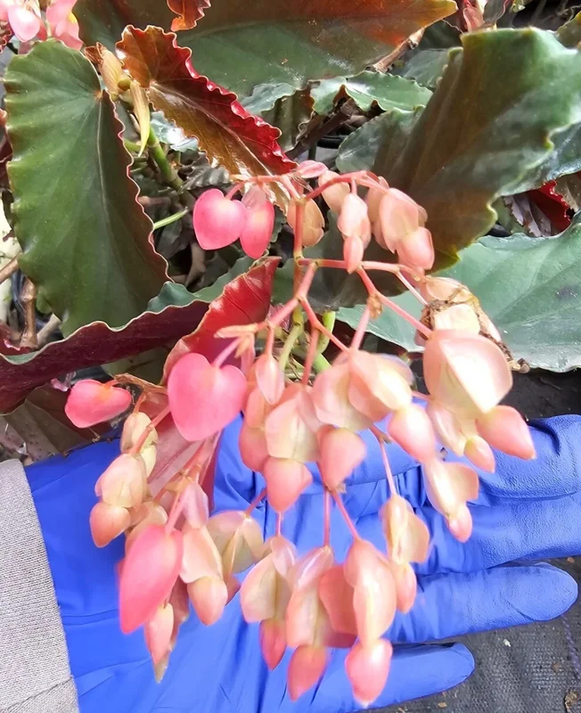 Torch Pink Angel Wing Begonia Live Plant 10-12" Tall Potted Houseplant - Image 1