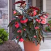 Torch Red Angel Wing Begonia Live Plant – 7-12" Tall Potted Houseplant - Image 1